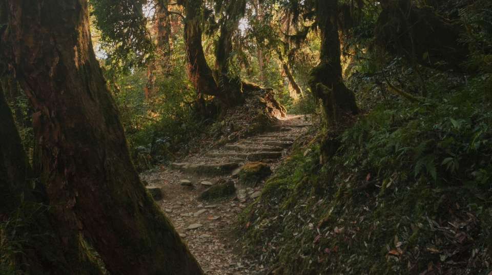 Mohare Danda Trek: Return via Poon Hill - Outshine Adventure Pvt Ltd - Nepal - Image 7