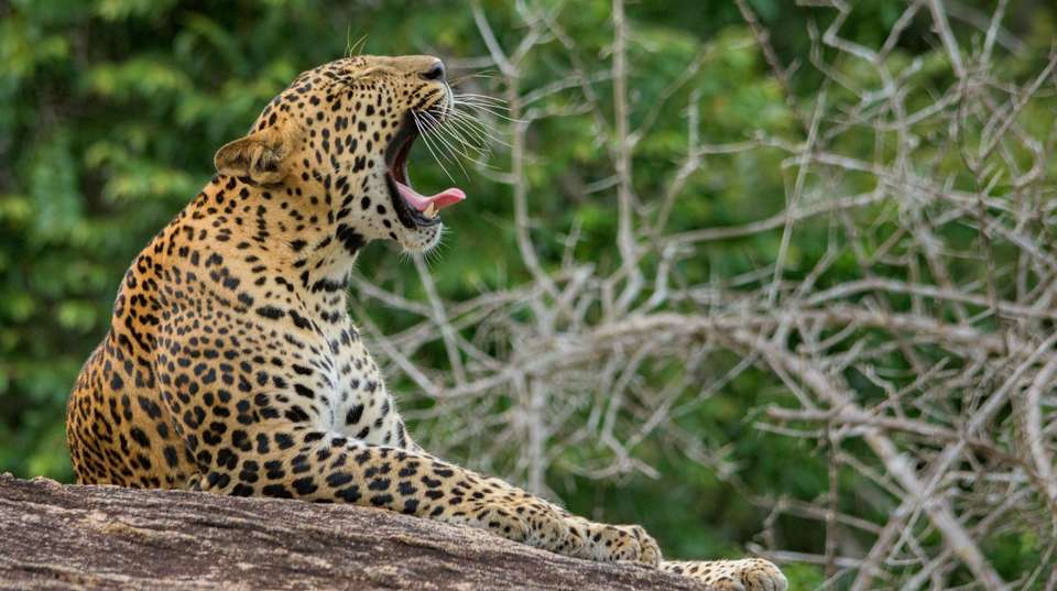 Splendors of Sri Lanka - Panoramic Tour & Travels - Sri Lanka - Image 5