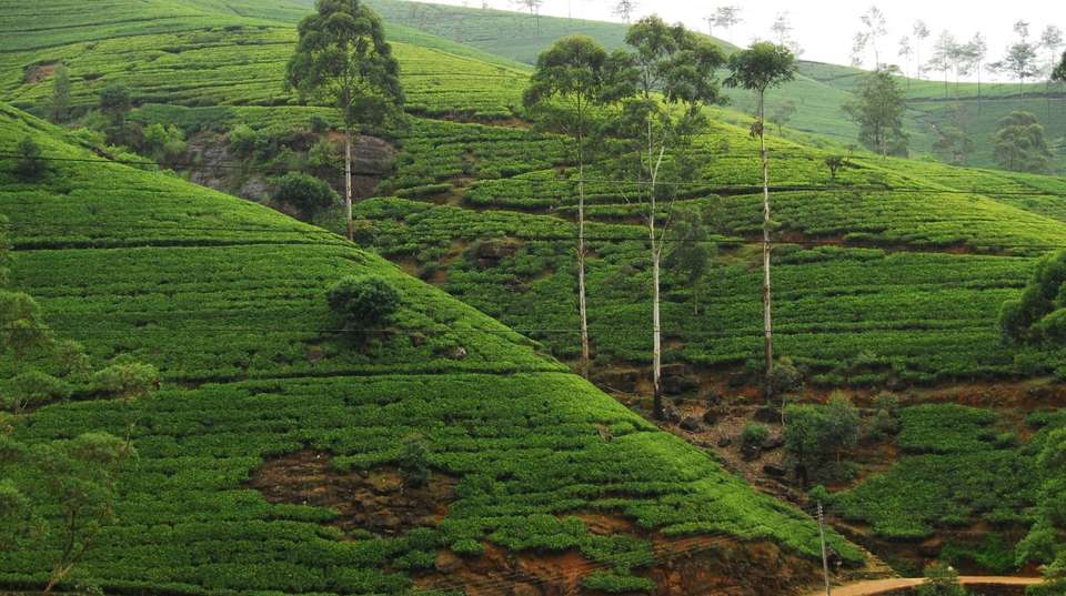 Wonders of Sri Lanka - undefined - Image 8
