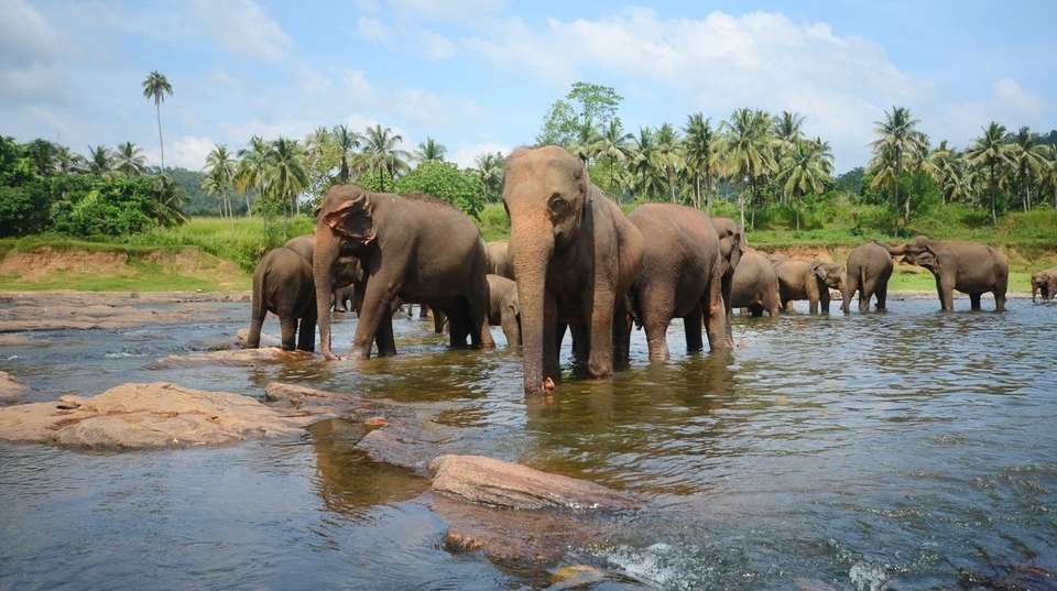 Experience Sri Lanka - Panoramic Tour & Travels - Sri Lanka - Image 5