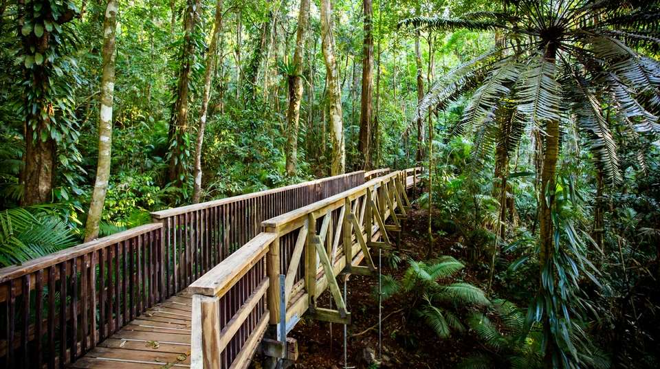 Tropical Reef and Rainforest Tour - undefined - Image 5