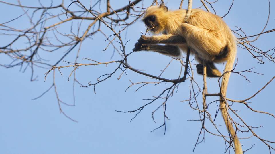 Taj Mahal Tour + Tiger Safari - Seven Wonder Tour & Travels - India - Image 3