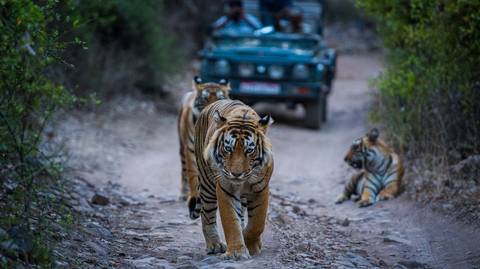 Taj Mahal Tour + Tiger Safari - September 2027