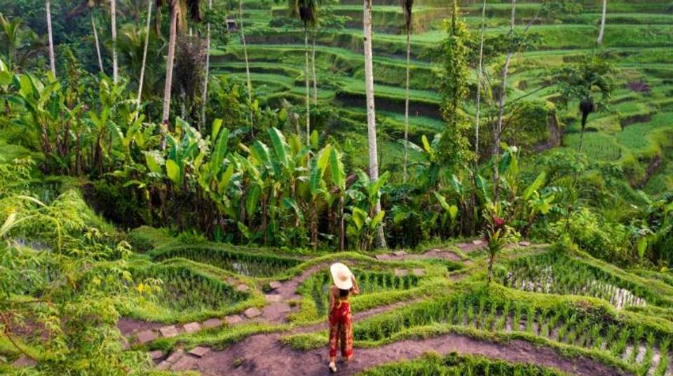 Kintamani Explorer - Full Day Private Tour - The Seven Holiday - Indonesia - Image 7