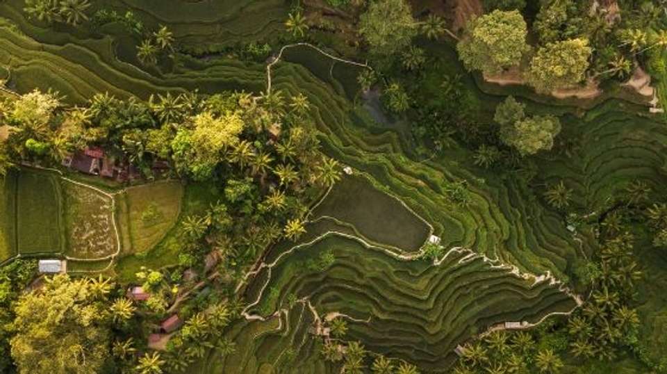 Kintamani Explorer - Full Day Private Tour - The Seven Holiday - Indonesia - Image 8