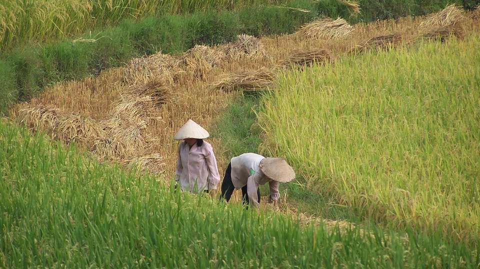 THE BEST OF NORTHEAST VIETNAM - Topas Travel - Vietnam - Image 4