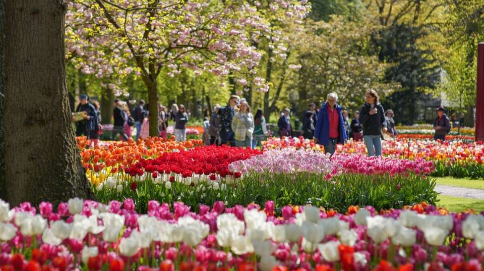 Brussel: Full-day Holland Guided Keukenhof & Windmills - undefined - Image 6