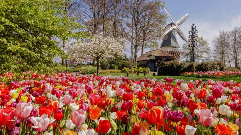 From Amsterdam: Live guided Keukenhof & Zaanse Schans - undefined - Image 6