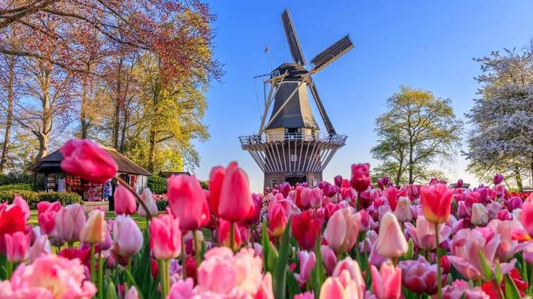From Amsterdam: Live guided Keukenhof & Zaanse Schans trip - alternative tour available