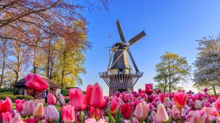 Antwerp: Full-day Holland Guided Keukenhof & Windmills trip - alternative tour available