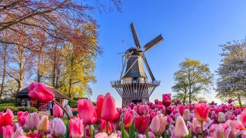 Belgium Self-guided Tours: Antwerp: Full-day Holland Guided Keukenhof & Windmills