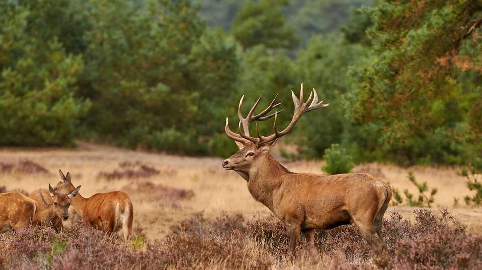 Amsterdam: Kröller Müller & N.P. The Hoge Veluwe - undefined - Image 2