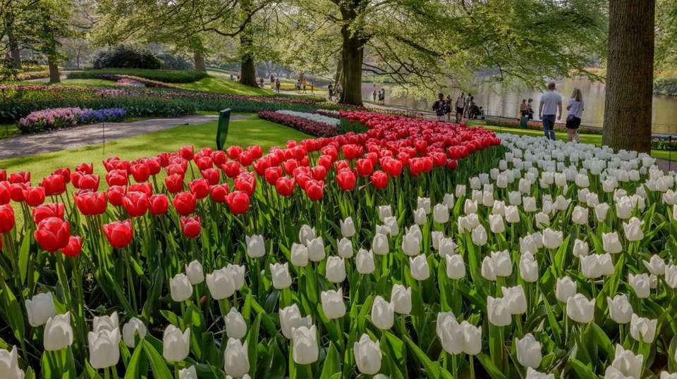 Antwerp: Full-day Holland Guided Keukenhof & Windmills - undefined - Image 2