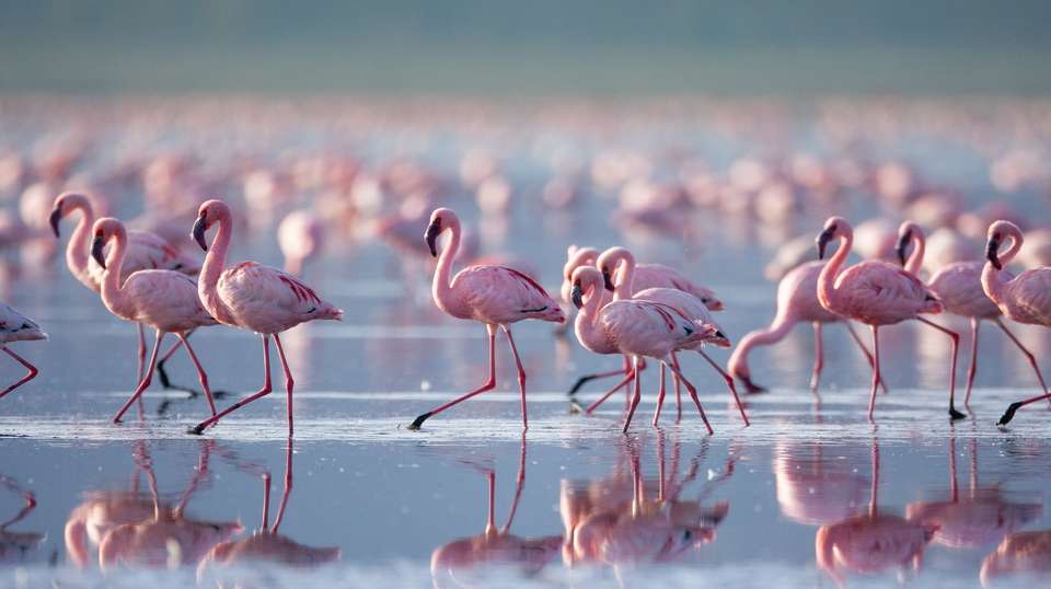 Wonders of Kenya - Trafalgar - Kenya - Image 4
