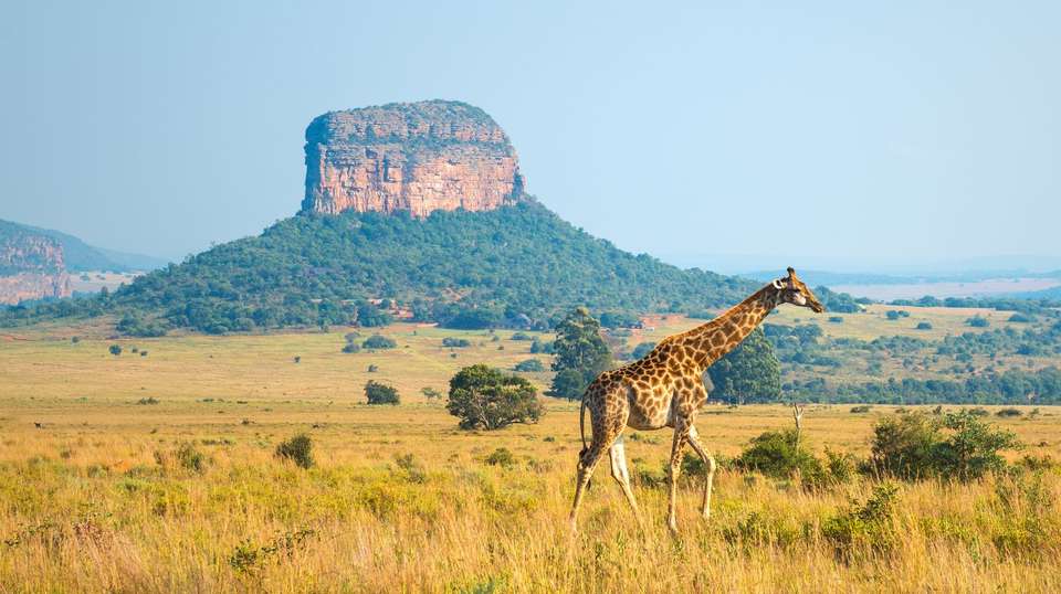 Essence of South Africa - Trafalgar - South Africa