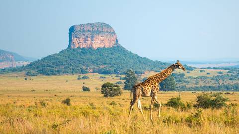 Essence Of South Africa