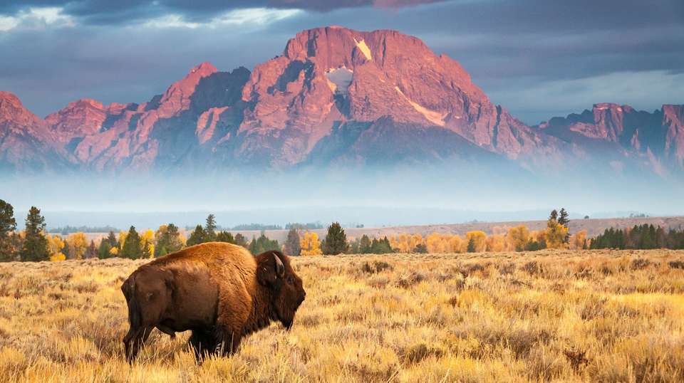 Wild West, Cowboys and Buffalos - Trafalgar - USA - Image 3