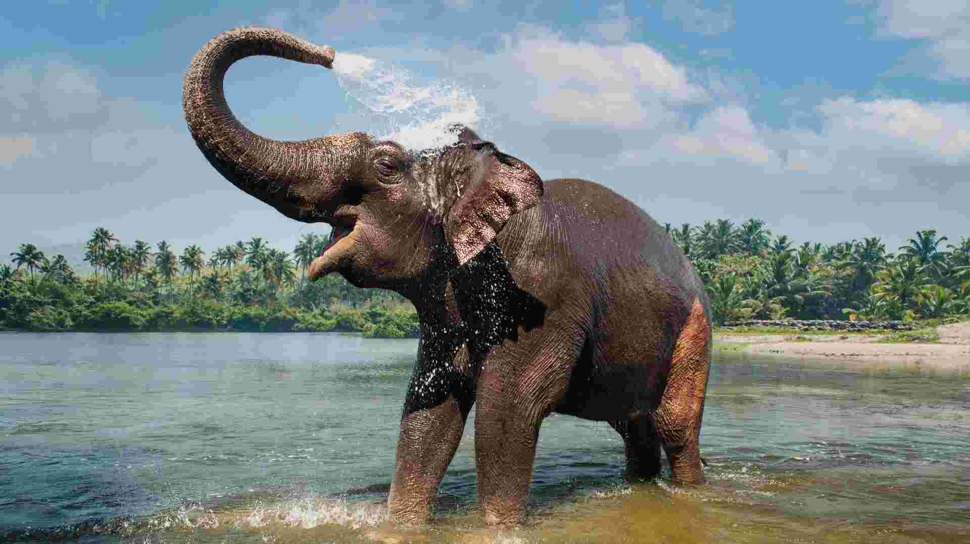 Captivating Kerala