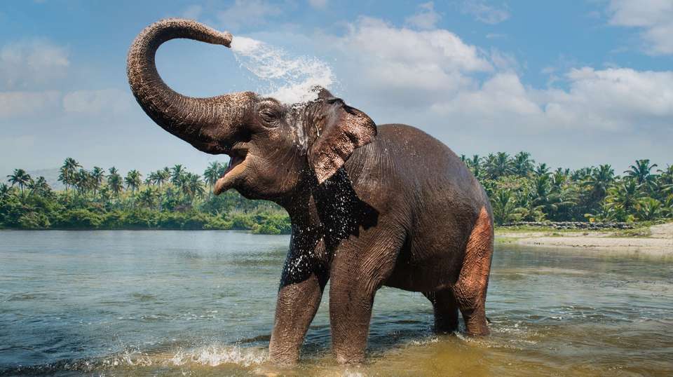 Captivating Kerala - Trafalgar - India - Image 1