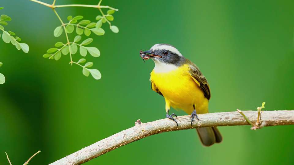 Costa Rica Nature Adventure - Trafalgar - Costa Rica - Image 1