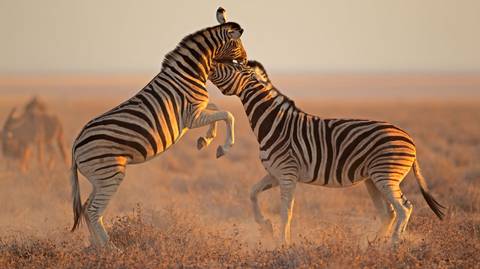 Namibia Adventure - September 2025