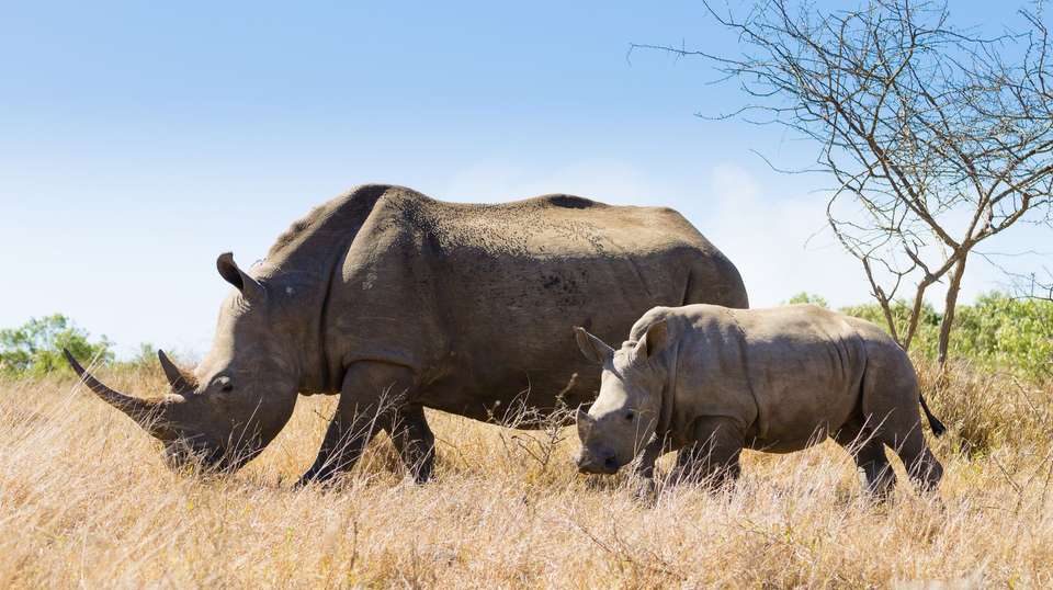 Best of South Africa - Trafalgar - South Africa - Image 2
