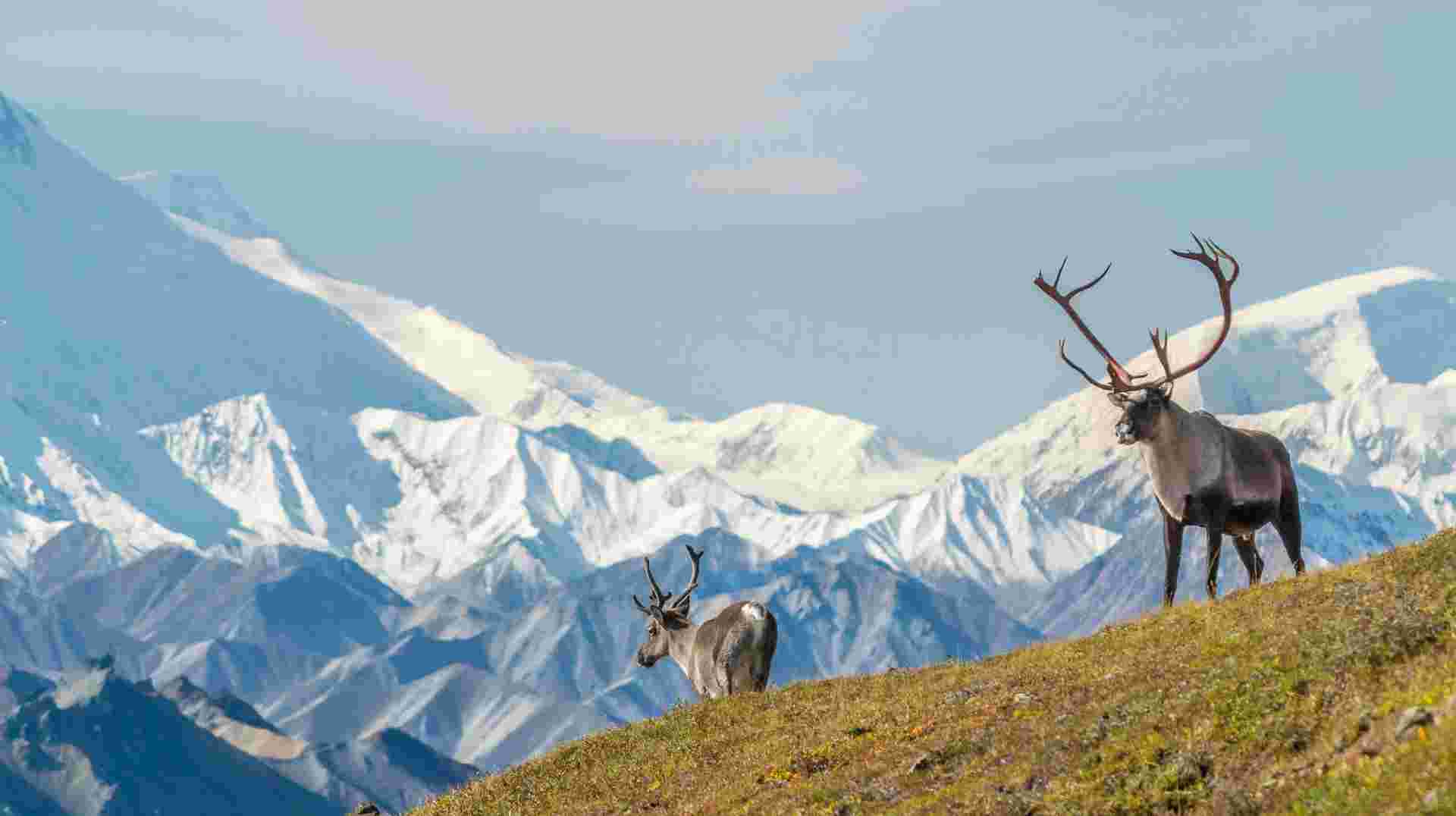 Majestic Alaska