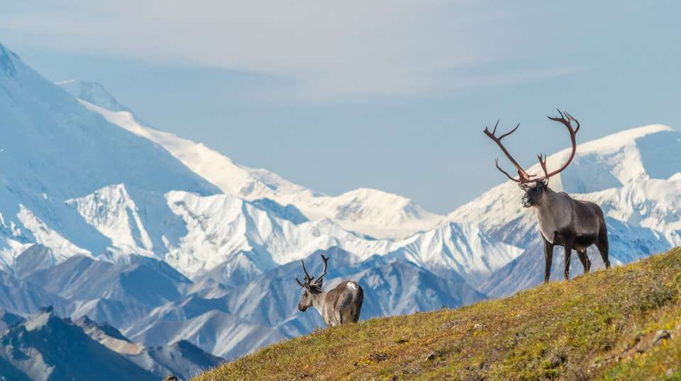 Majestic Alaska - Trafalgar - USA