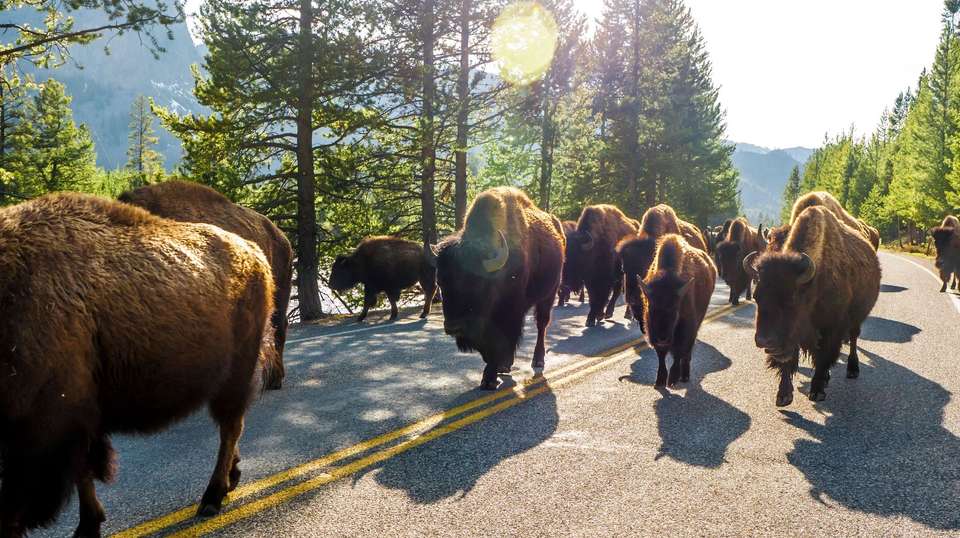 Five Epic National Parks - Trafalgar - USA - Image 1