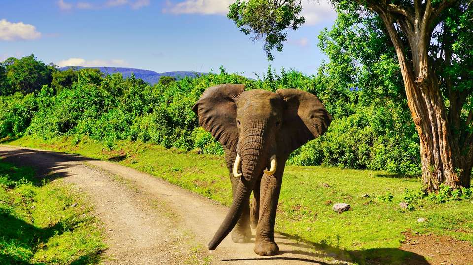 Wonders of Kenya - Trafalgar - Kenya - Image 6
