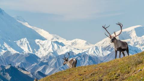 Alaska Northern Lights - Spring Tours