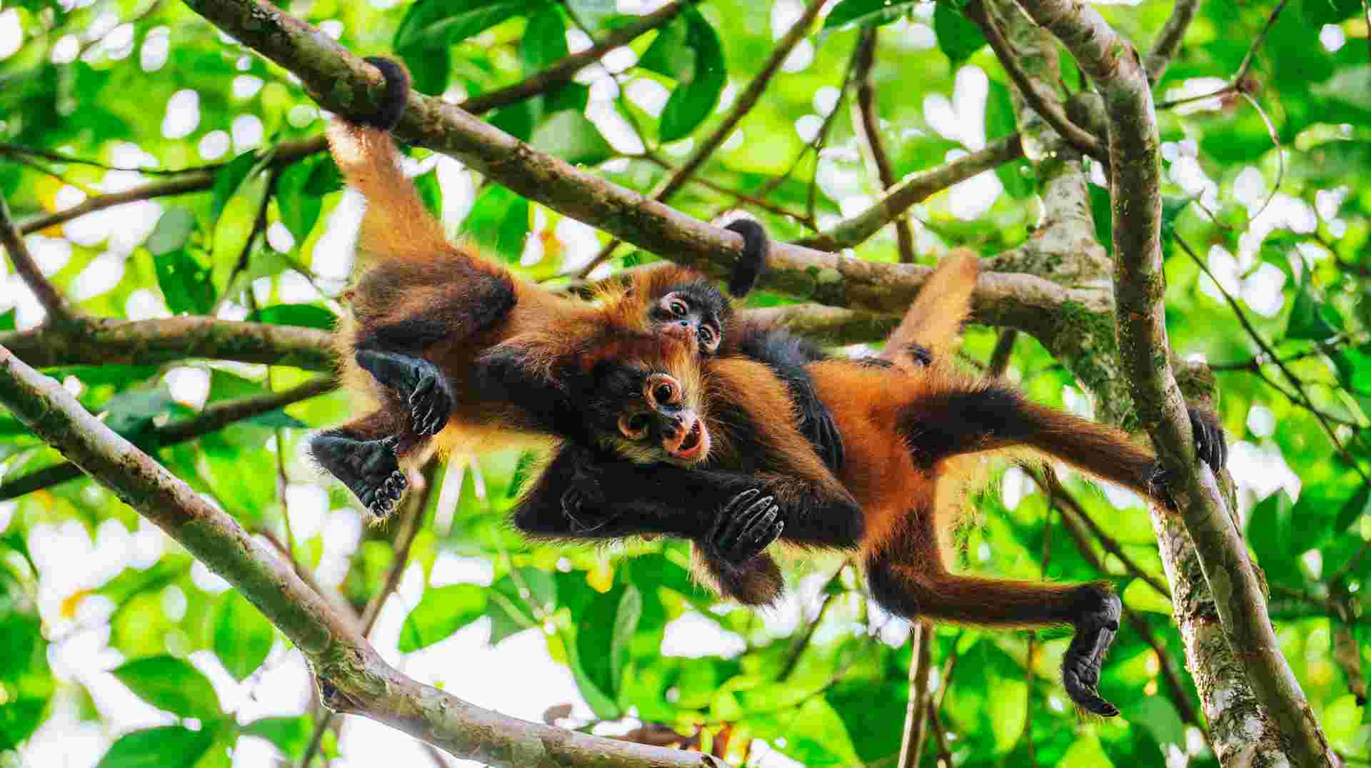 Monkeys, Jungles and Volcanoes