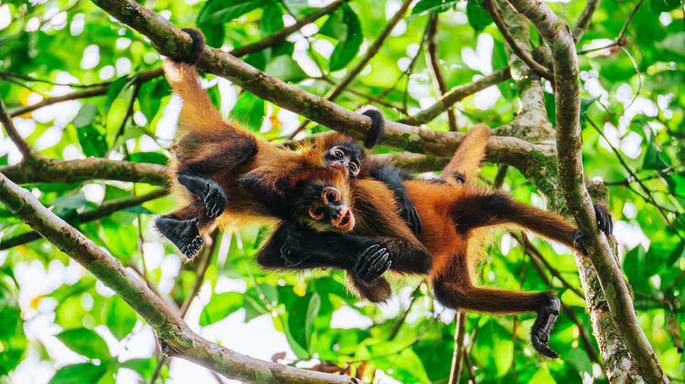 Monkeys, Jungles and Volcanoes - Trafalgar - Costa Rica - Image 1