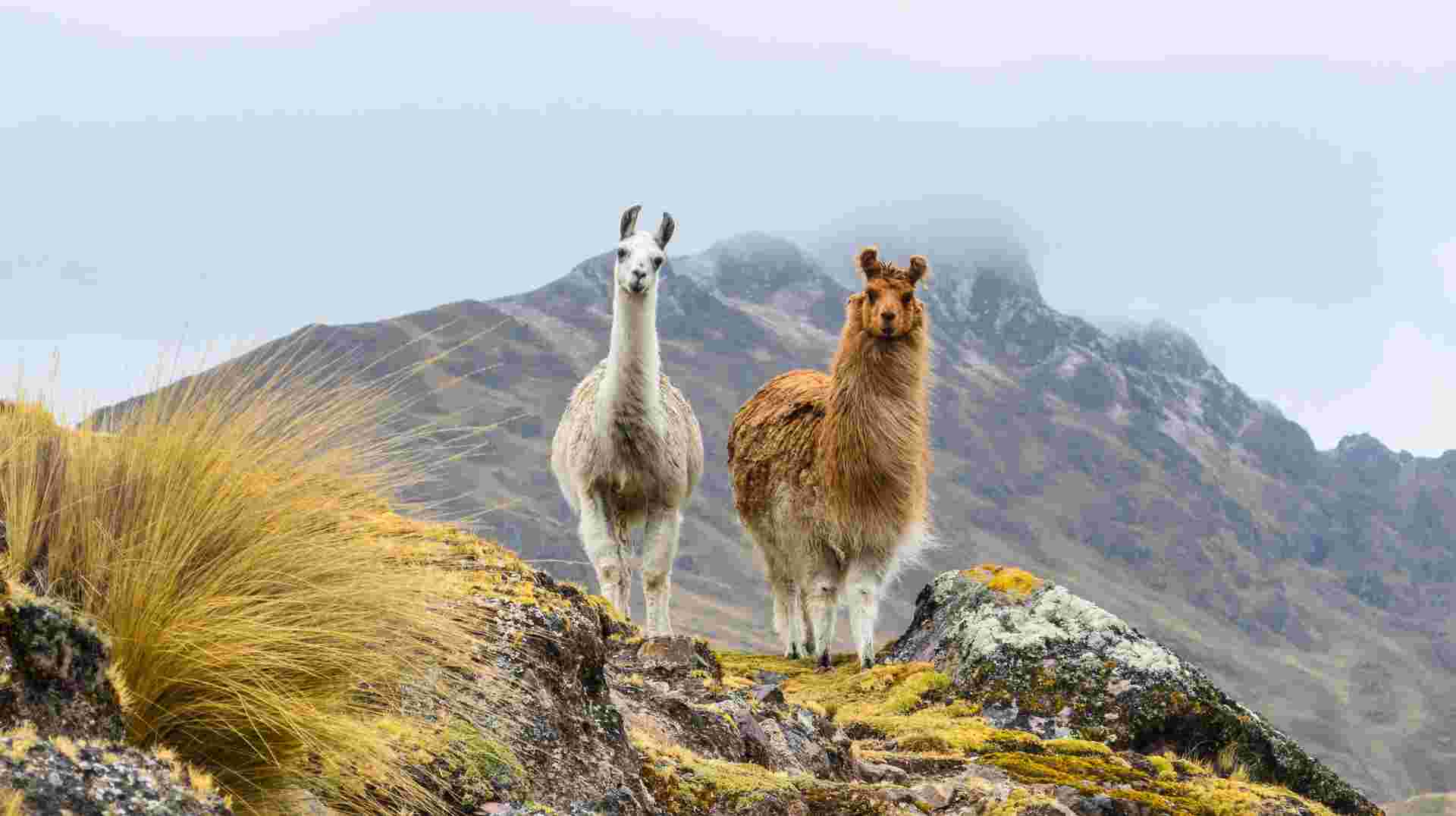 Highlights of Peru