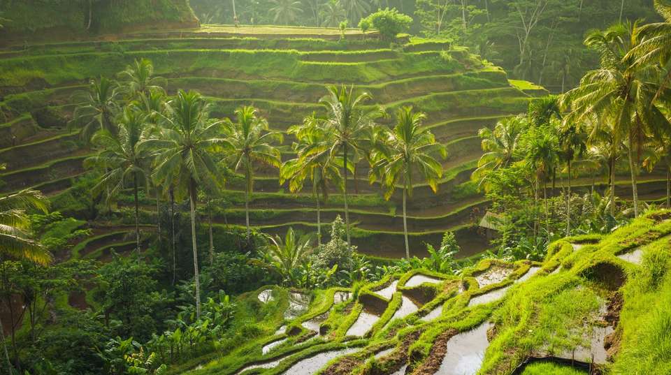 Impressive Bali & Lombok (5 & 4 Star Hotels) - undefined - Image 5