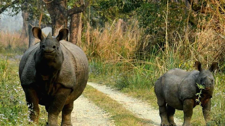 Essential Nepal & India (4 Star Hotels) - undefined - Image 21