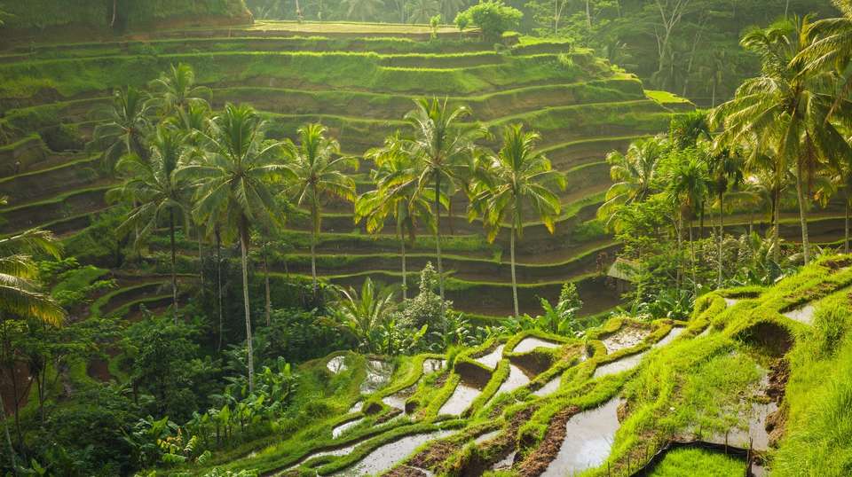 Amazing Bali 2025 (5 & 4 Star Hotels) - undefined - Image 4