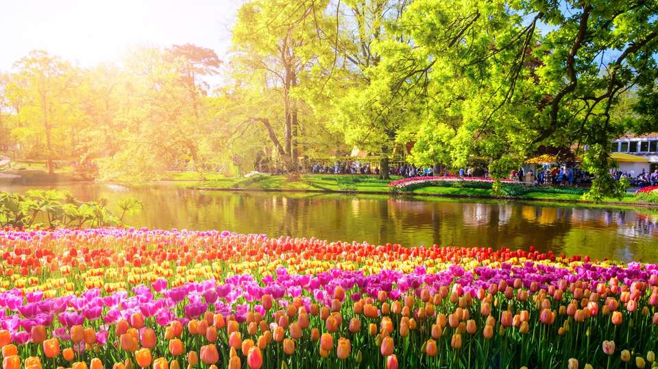 Tulips & Windmills (2027) - Uniworld - Holland - Image 2