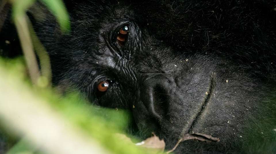 Four Day Gorilla Trekking Safari - Valiant Safaris - Uganda - Image 1