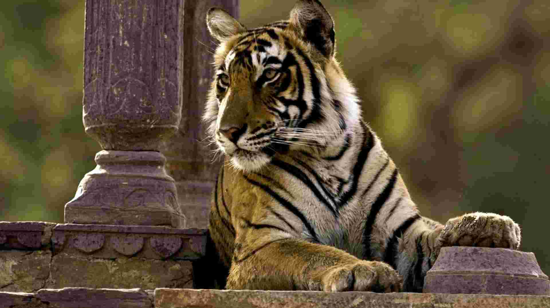08 Days Golden Triangle with Ranthambore Wildlife Safari
