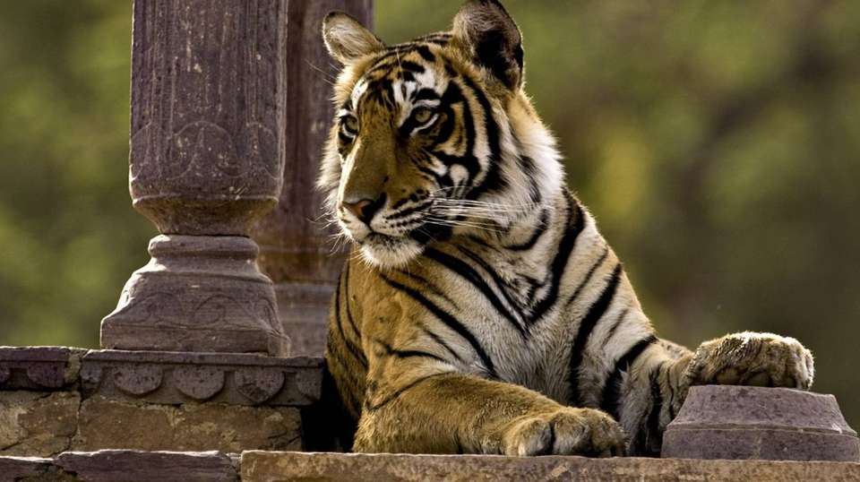 08 Days Golden Triangle with Ranthambore Wildlife Safari - Varanasi Excursion - India - Image 1