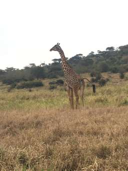 Review image by Mehmet Yılmaz for the trip title: 2 Days Tarangire and Ngorongoro Wildlife Safari