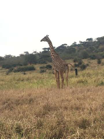 Review image by Mehmet Yılmaz for the trip title: 2 Days Tarangire and Ngorongoro Wildlife Safari