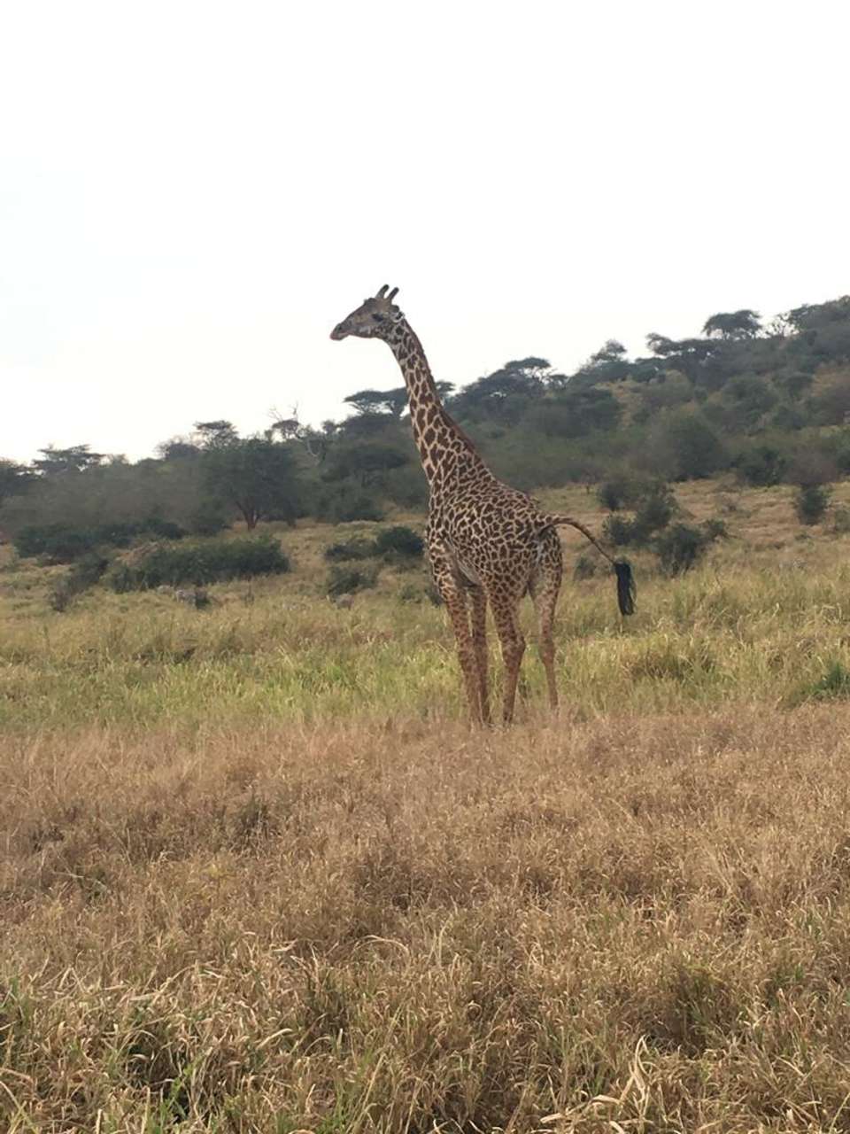 A Perfect Short Safari with Incredible Wildlife Sightings