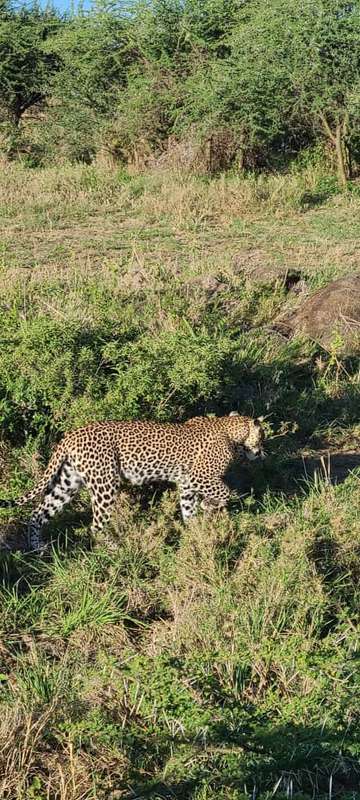Review image by Dior Seven Seven for the trip title: 5 Days BIG FIVE Safaris  in Tanzania 