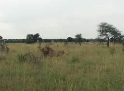 Review image by Fabian Varga for the trip title: 3 Day Weekend Safari from Arusha