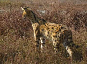 Review image by Saba I for the trip title: Best Serengeti and Ngorongoro Crater