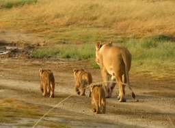 Review image by Saba I for the trip title: Best Serengeti and Ngorongoro Crater