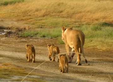 Review image by Saba I for the trip title: Best Serengeti and Ngorongoro Crater