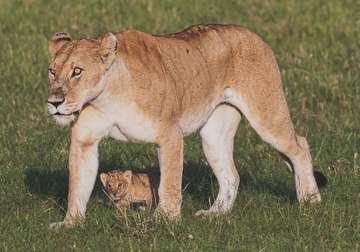 Review image by Anonymous for the trip title: Ten Days in Tanzania: Wildlife Safari & Zanzibar Holiday